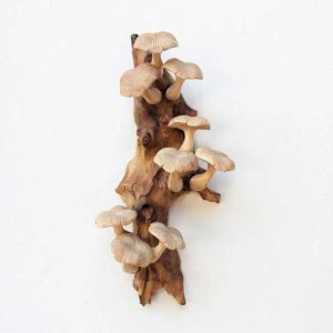 Etsy PondokWoodCarving houten tak met champignons muur decoratie